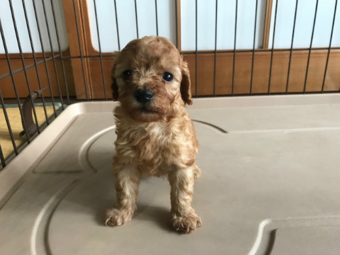 トイプードル 男の子 2019年3月8日生まれ