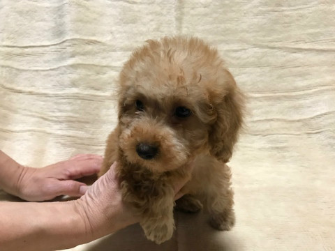 トイプードル 男の子 2022年09月20日生まれ