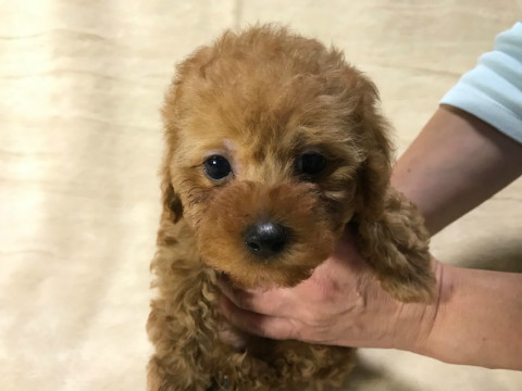 トイプードル 男の子 2022年09月20日生まれ