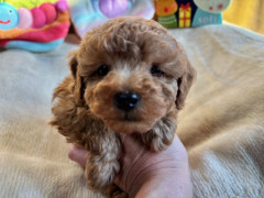 トイプードル　男の子　2025.10.19まれ