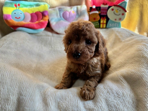 トイプードル　女の子　2024年10月14日生まれ