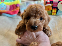 トイプードル　男の子　2025.10.19まれ