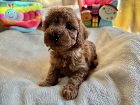 トイプードル　男の子　2025.10.19生まれ