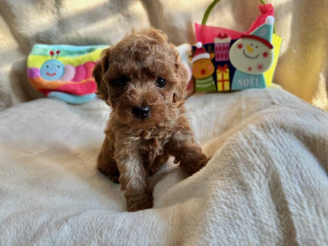 トイプードル　女の子　2024年10月14日生まれ
