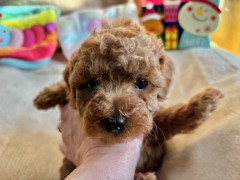 トイプードル　男の子　2025.10.19まれ