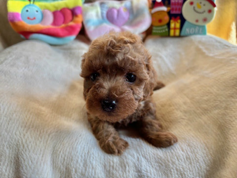 トイプードル　男の子　2025.10.19生まれ