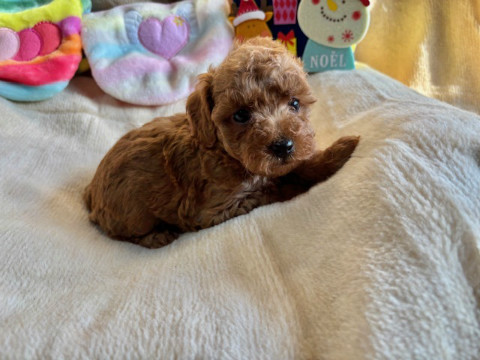 トイプードル　男の子　2025.10.19生まれ