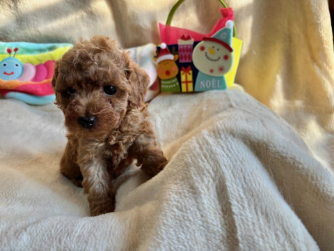 トイプードル　女の子　2024年10月14日生まれ