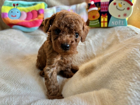 トイプードル　男の子　2025.10.19生まれ