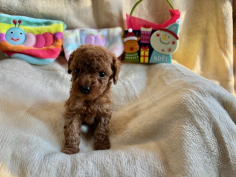 トイプードル　女の子　2024年10月14日生まれ