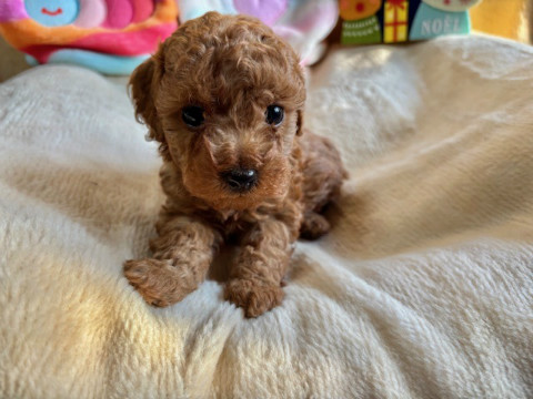 トイプードル　女の子　2024年10月14日生まれ