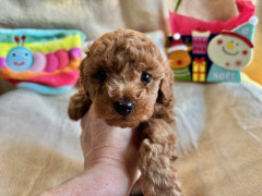トイプードル　男の子　2025.10.19まれ