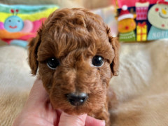 トイプードル　男の子　2025.10.19まれ