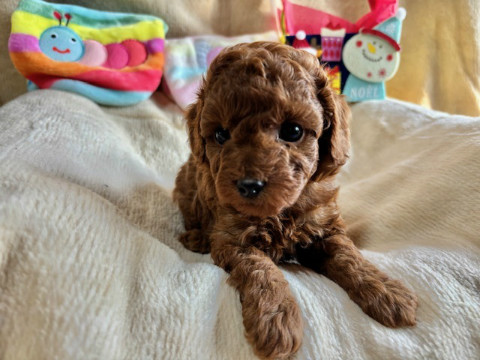 トイプードル　男の子　2025.10.19生まれ