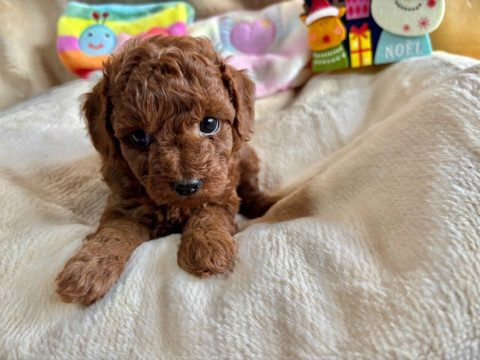 トイプードル　女の子　2024年10月14日生まれ