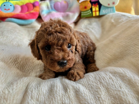 トイプードル　女の子　2024年10月14日生まれ