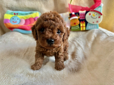 トイプードル　男の子　2025.10.19生まれ