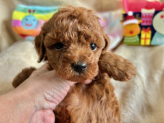 トイプードル　男の子　2025.10.19まれ