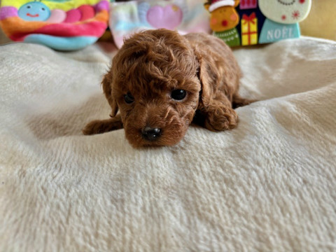 トイプードル　男の子　2025.10.19生まれ